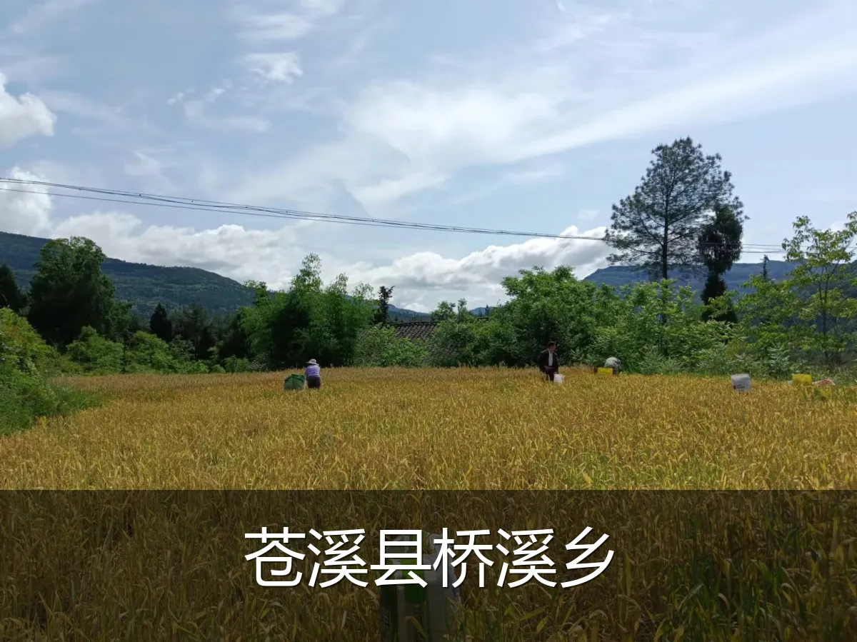 苍溪县桥溪乡