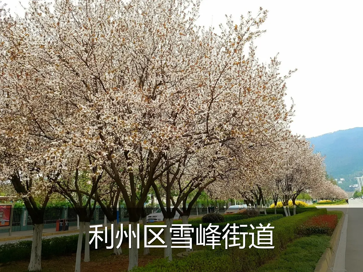 利州区雪峰街道
