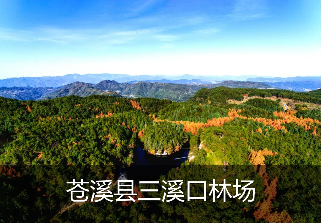 苍溪县三溪口林场